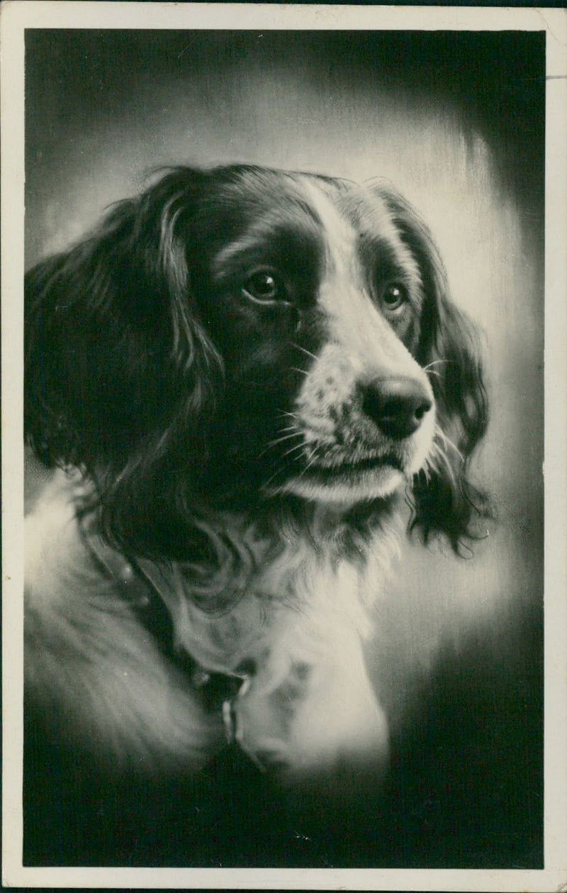 Dog card - Vintage Photograph
