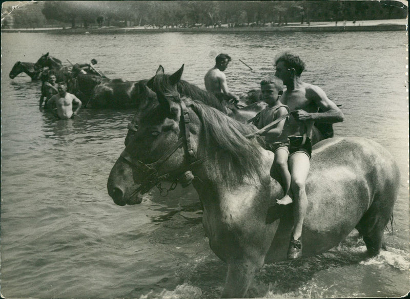 Horse swimming in the Main river - Vintage Photograph