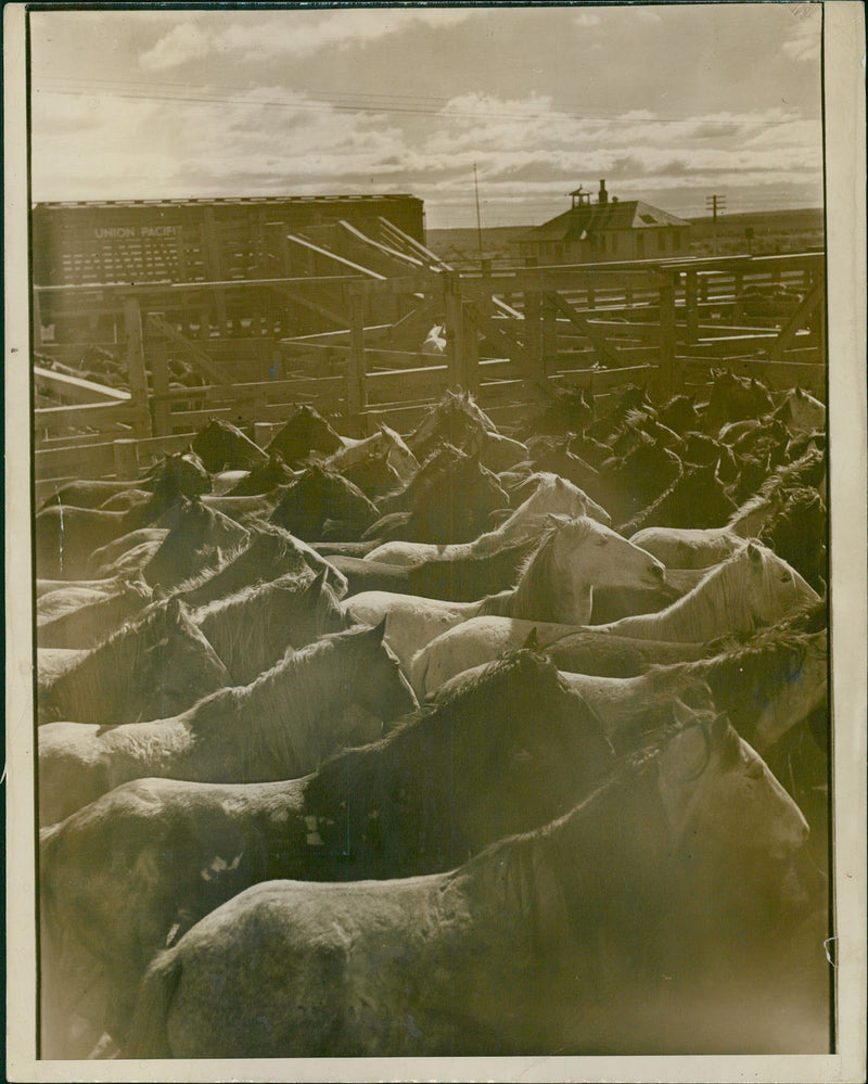 Horses all looking one direction in a stall - Vintage Photograph