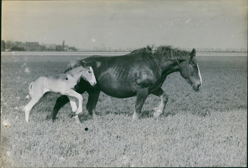 Mare and her pony - Vintage Photograph