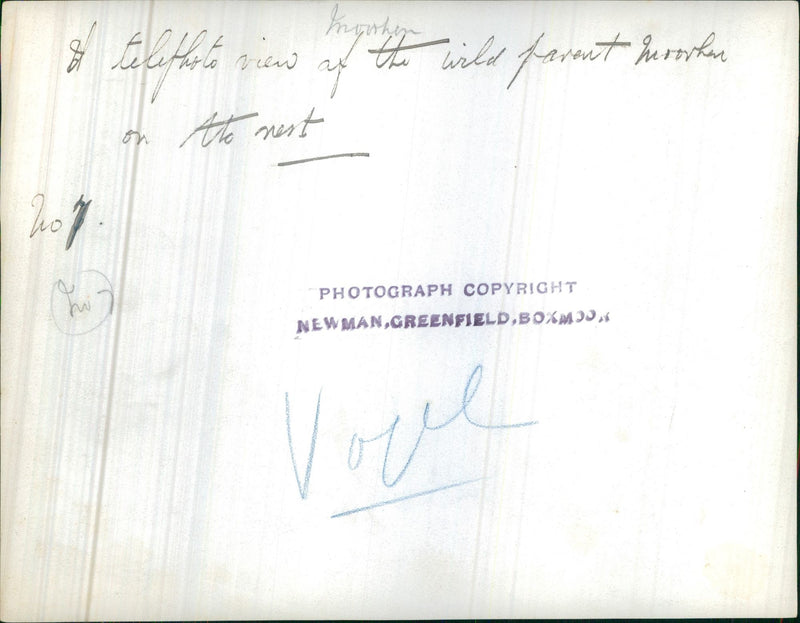 Wild Parrot - Vintage Photograph