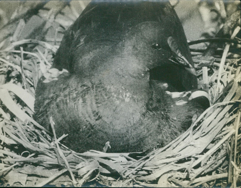 Wild Parrot - Vintage Photograph