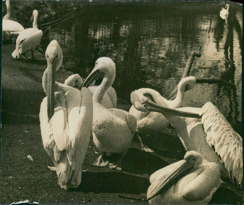 Wader - Vintage Photograph