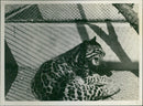 Ocelot - Vintage Photograph