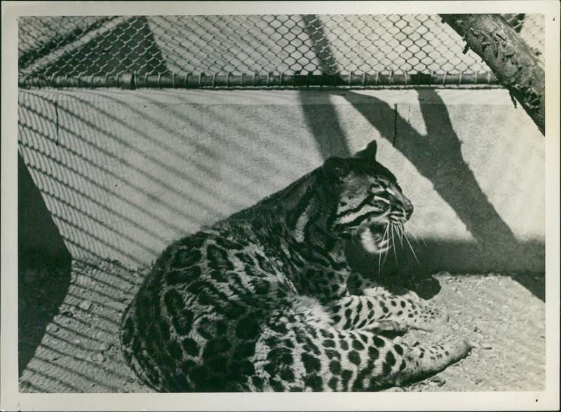 Ocelot - Vintage Photograph