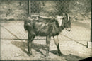 Antelope - Vintage Photograph