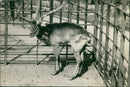 Antelope - Vintage Photograph