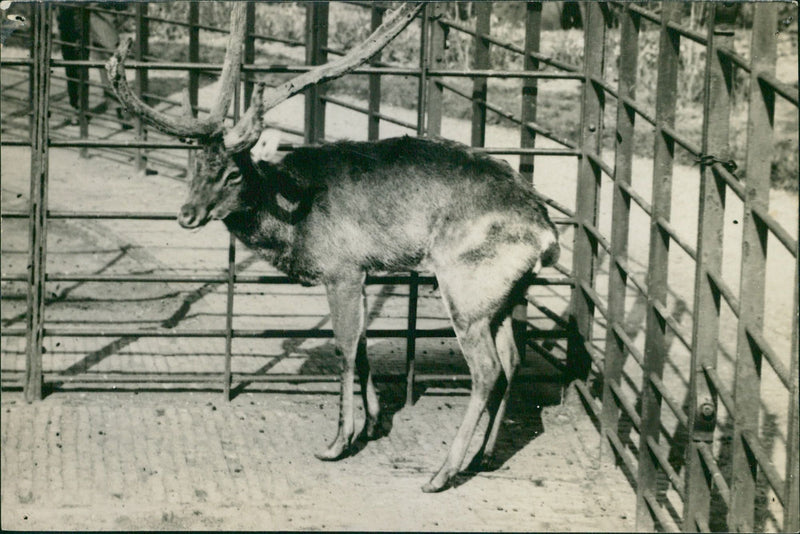 Antelope - Vintage Photograph