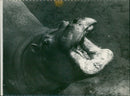 Hippopotamus - Vintage Photograph