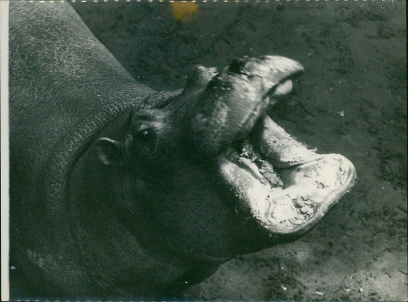 Hippopotamus - Vintage Photograph