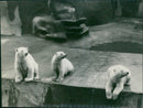 Bear - Vintage Photograph