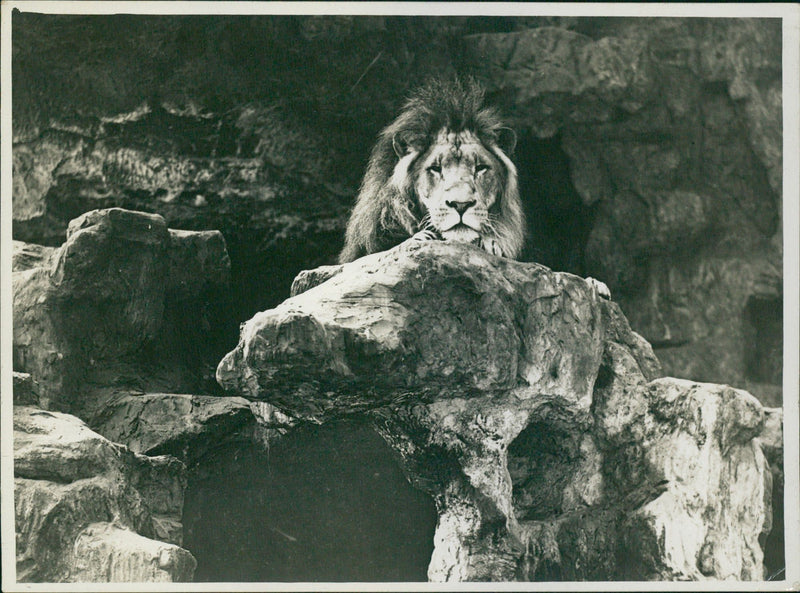 Lion - Vintage Photograph