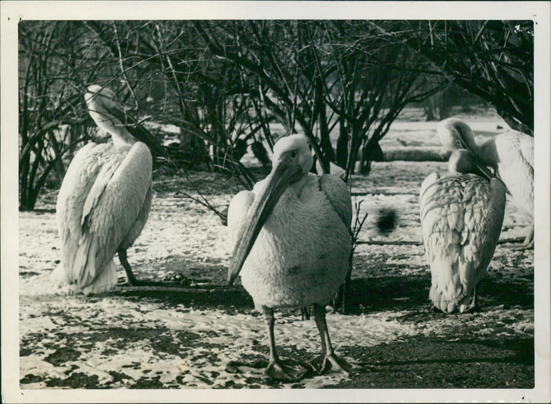 Wader - Vintage Photograph