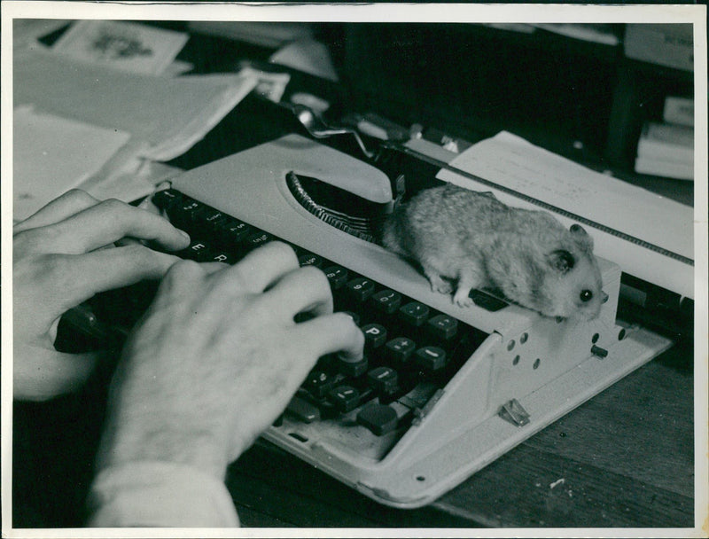 House Mouse - Vintage Photograph