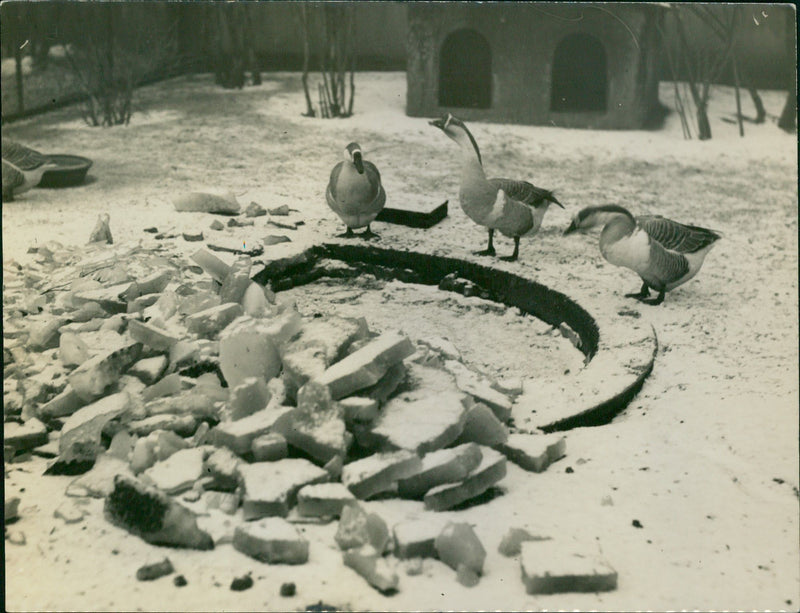 Canada Goose - Vintage Photograph