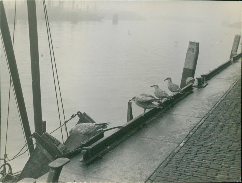 Wader - Vintage Photograph