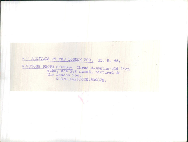 London Zoo - Vintage Photograph