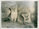 London Zoo - Vintage Photograph