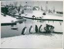 Penguins at a lake - Vintage Photograph