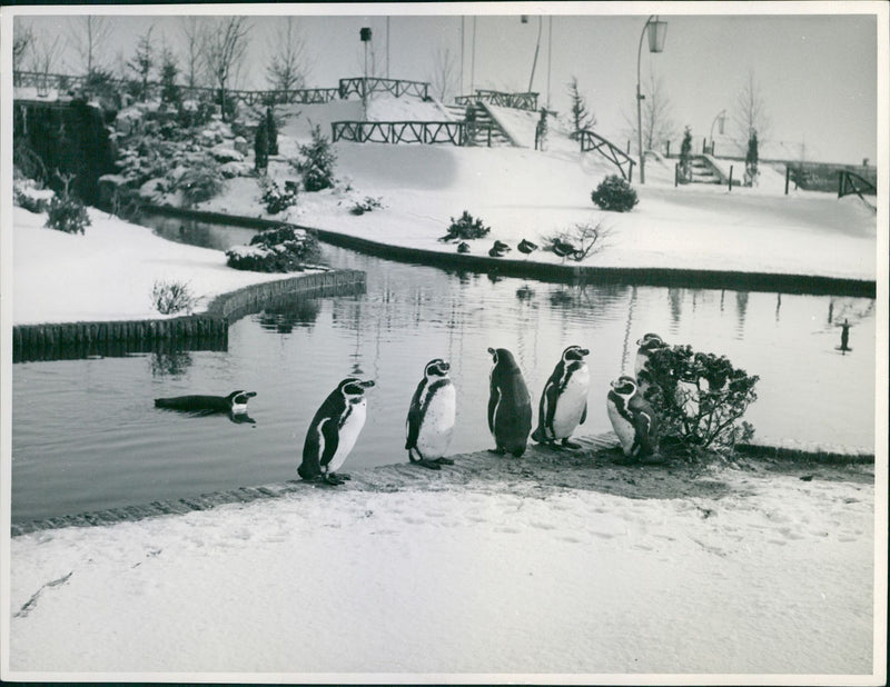 Penguins at a lake - Vintage Photograph