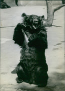 Baby Bear - Vintage Photograph
