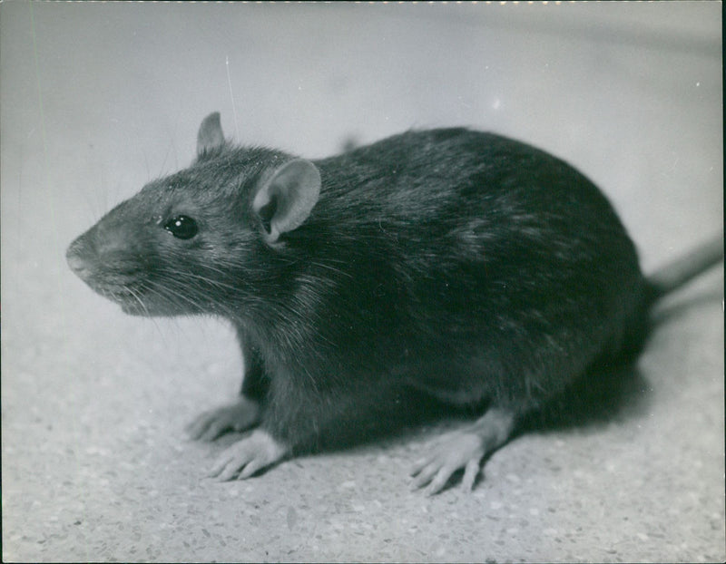 The Rat, gene of muroid rodents - Vintage Photograph