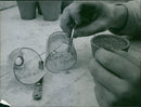 Seeds selection - Vintage Photograph