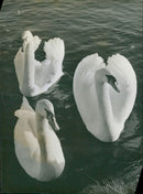 The Mute Swan - Vintage Photograph
