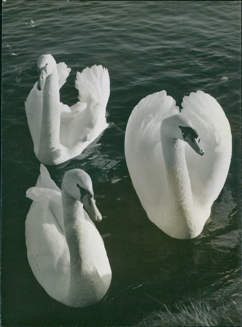 Mute swan in a lake - Vintage Photograph