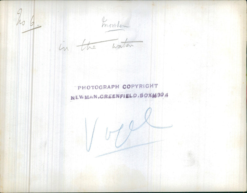 Bird's Nest - Vintage Photograph