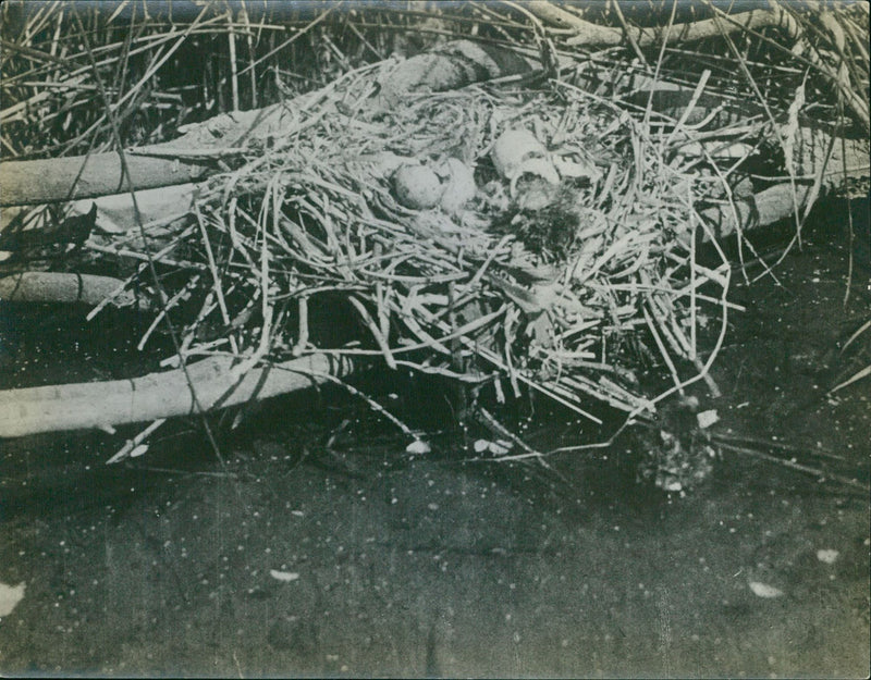 Bird's Nest - Vintage Photograph