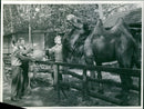 Camel being fed - Vintage Photograph