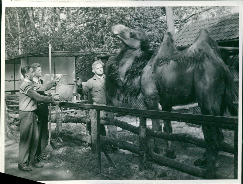 Camel being fed - Vintage Photograph