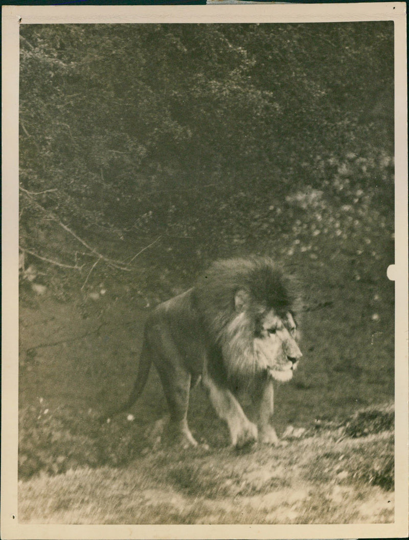 Lions and tigers liberated - Vintage Photograph