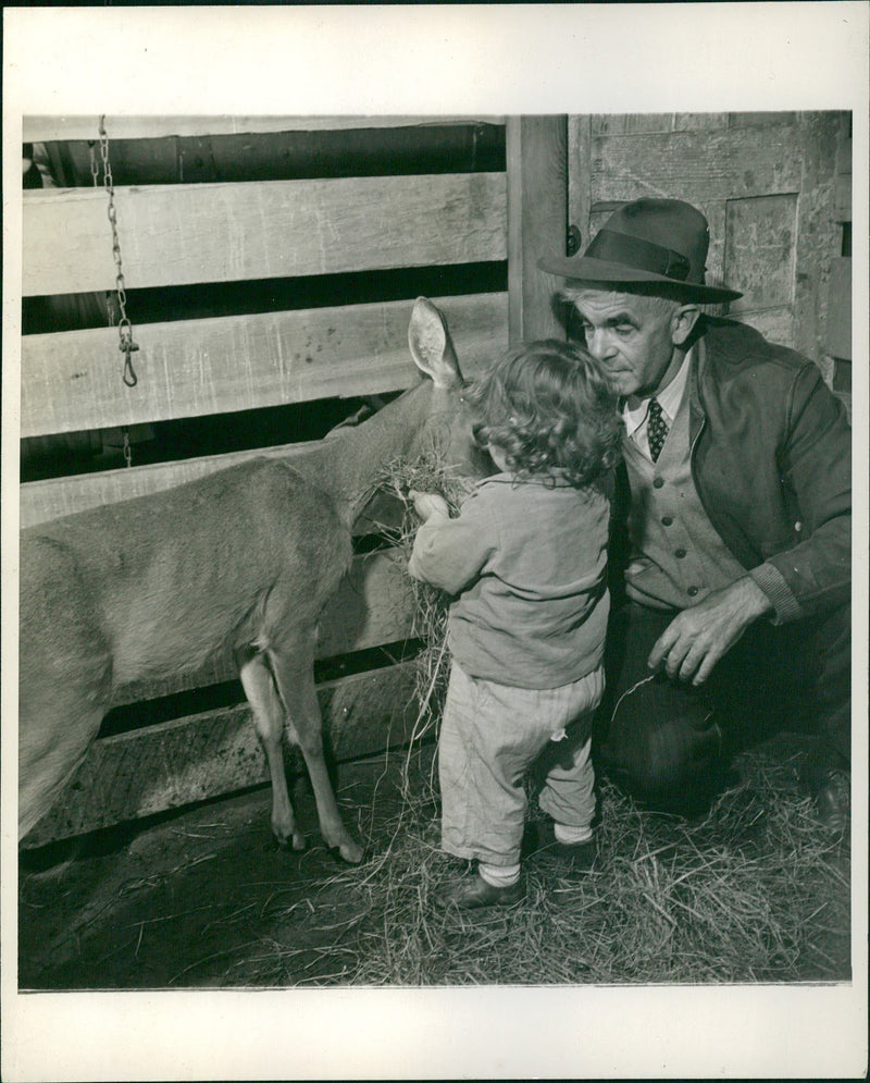 Farm animal - Vintage Photograph