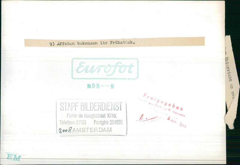 Monkeys get their breakfast - Vintage Photograph