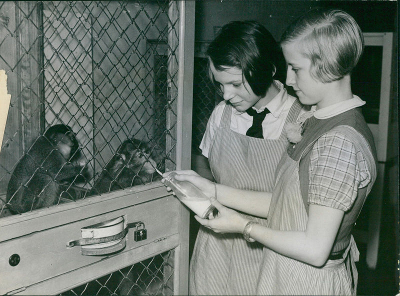 Monkeys get their breakfast - Vintage Photograph