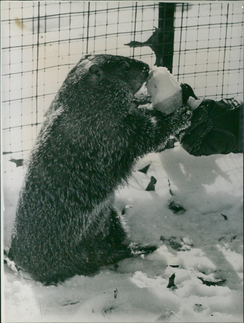 Cold snap - Vintage Photograph