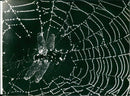 Spider web - Vintage Photograph