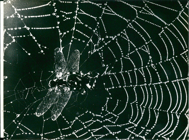 Spider web - Vintage Photograph