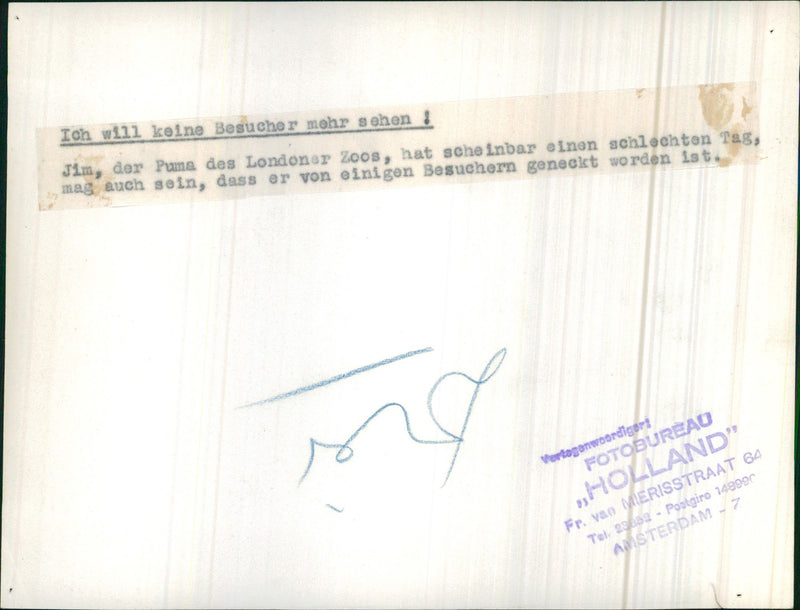 Jim, the cougar of the London Zoo - Vintage Photograph