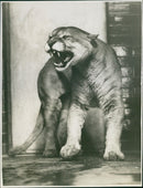 Jim, the cougar of the London Zoo - Vintage Photograph