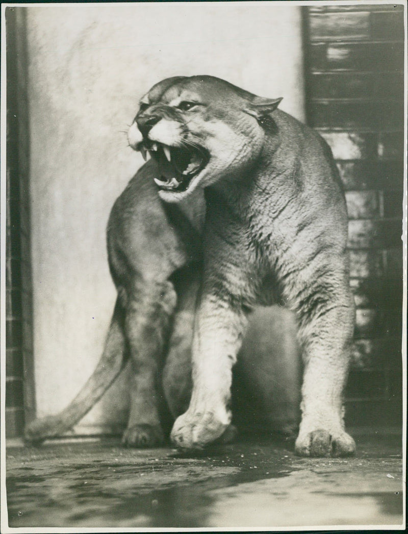 Jim, the cougar of the London Zoo - Vintage Photograph