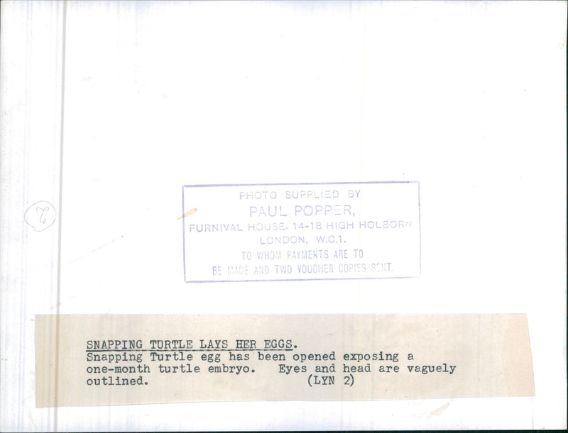 Snapping turtle lays her eggs - Vintage Photograph