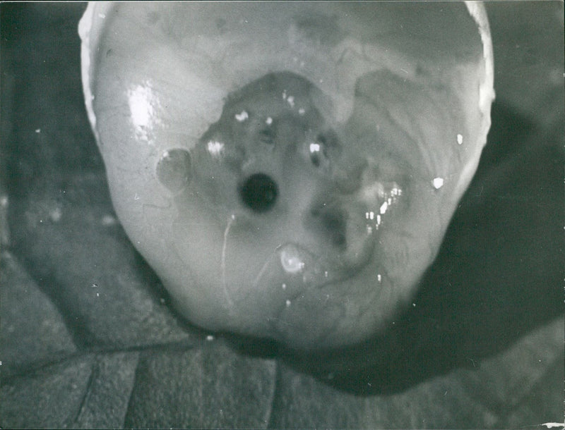 Snapping turtle lays her eggs - Vintage Photograph