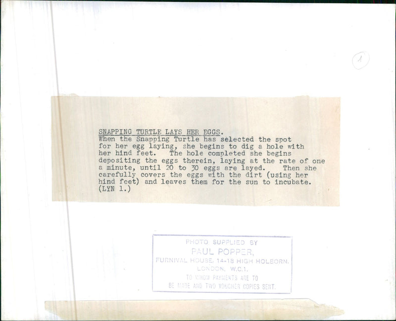 Snapping Turtle - Vintage Photograph