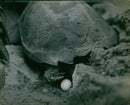 Snapping Turtle - Vintage Photograph