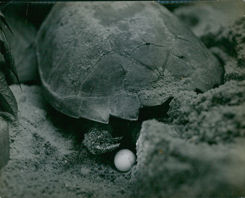Snapping Turtle - Vintage Photograph