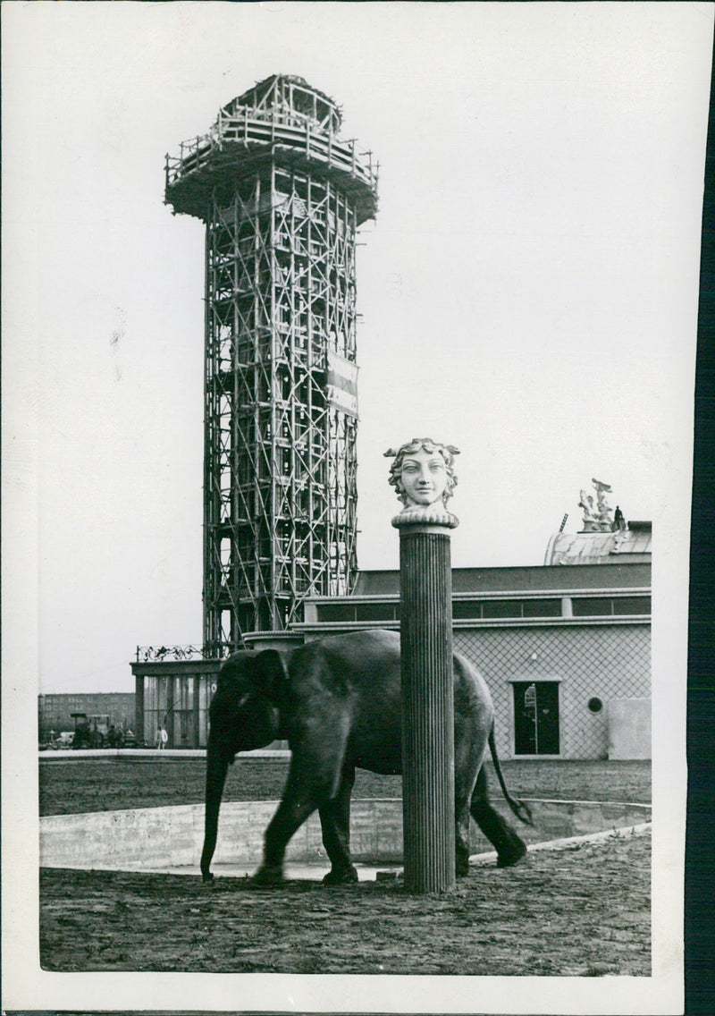 An Elephant strolling - Vintage Photograph