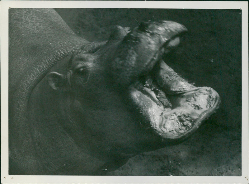 Hippopotamus - Vintage Photograph